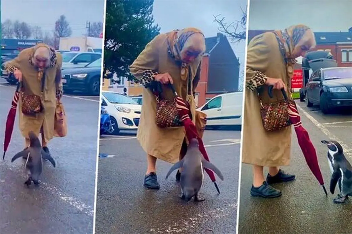 (ویدئو) ابراز علاقه تماشایی یک پنگوئن به یک مادربزرگ مهربان