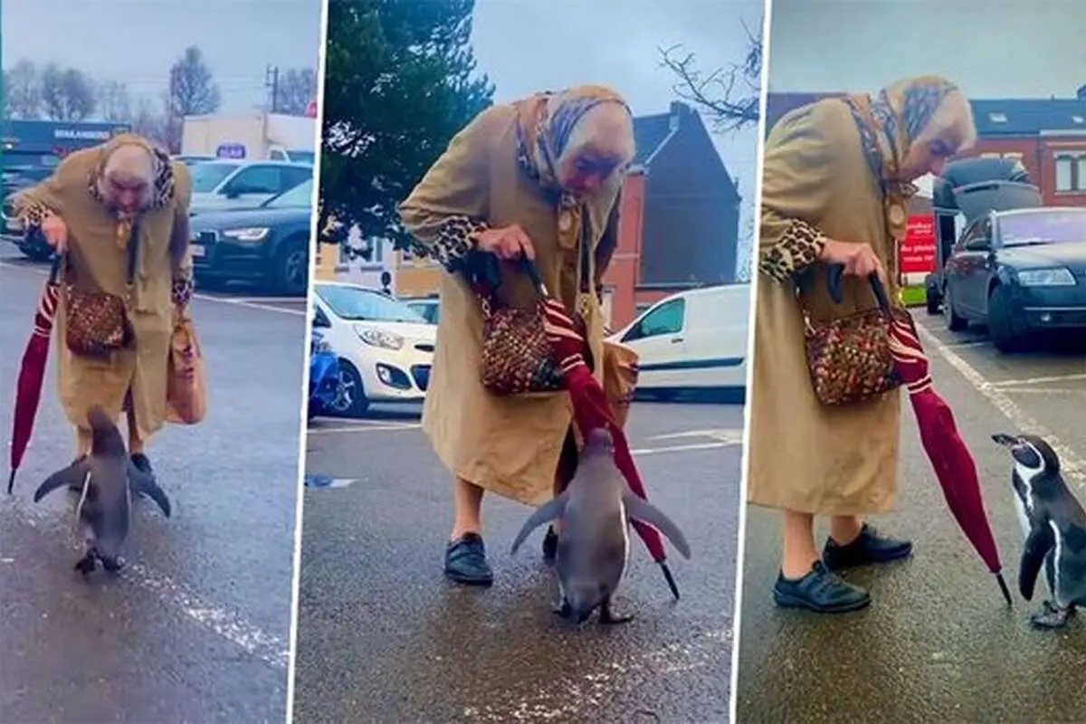 (ویدئو) ابراز علاقه تماشایی یک پنگوئن به یک مادربزرگ مهربان