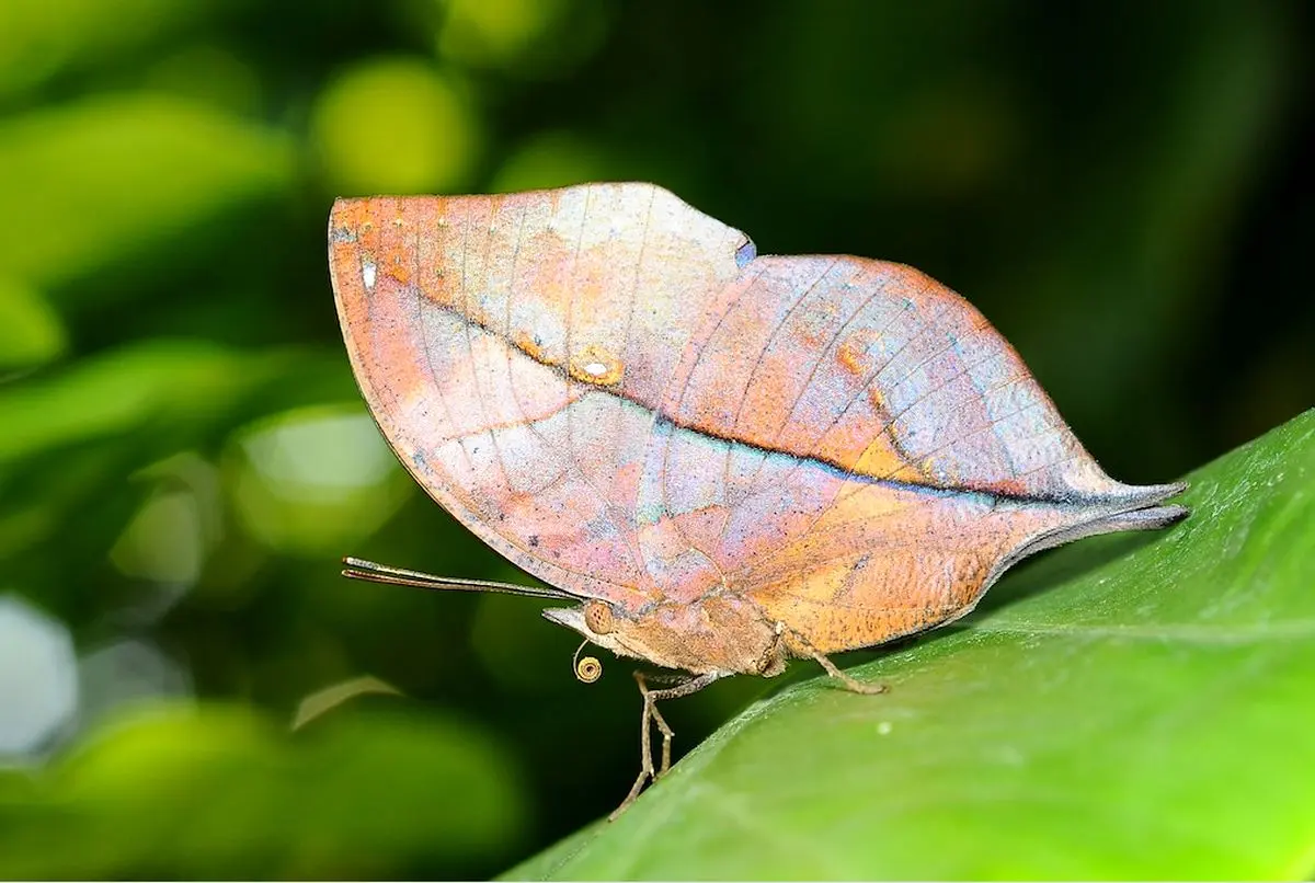 (ویدئو) استتار باورنکردنی پروانه زیبا به شکل برگ!