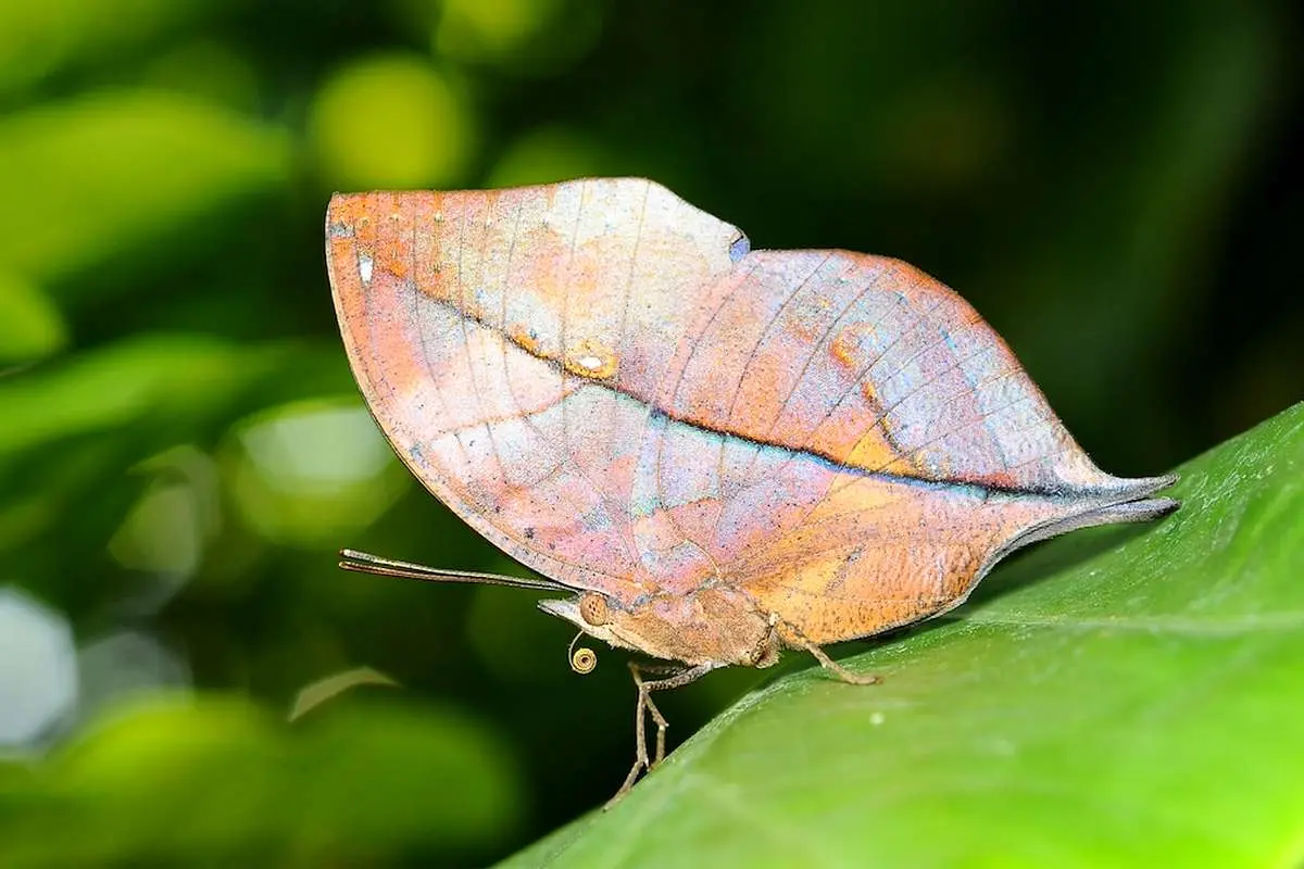 (ویدئو) استتار باورنکردنی پروانه زیبا به شکل برگ!