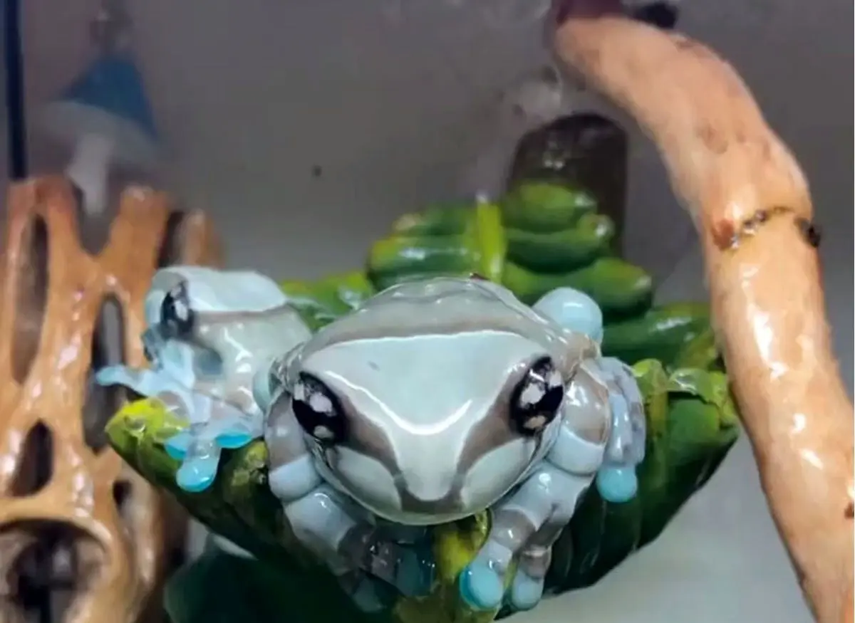 ویدئویی از منحصر به فردترین و زیباترین قورباغه جهان