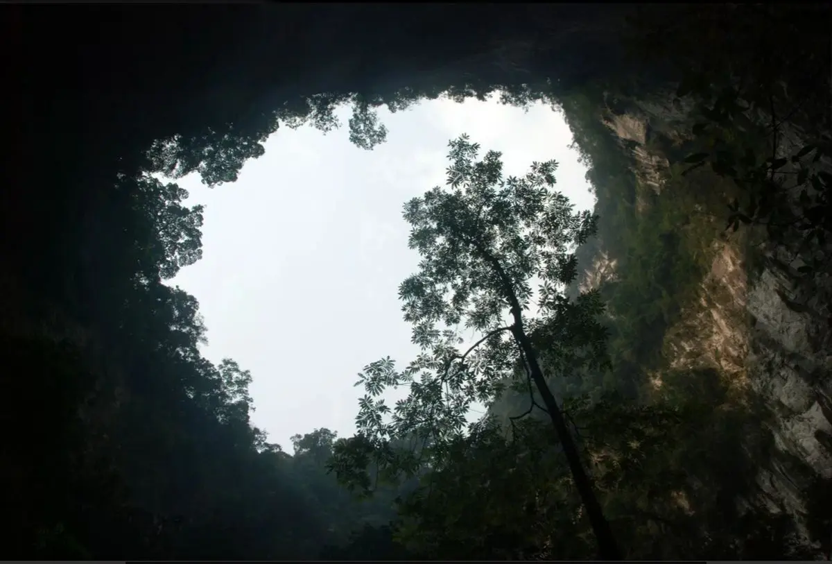 افسانه جنگلی: جنگل های غیر معمول در جهان