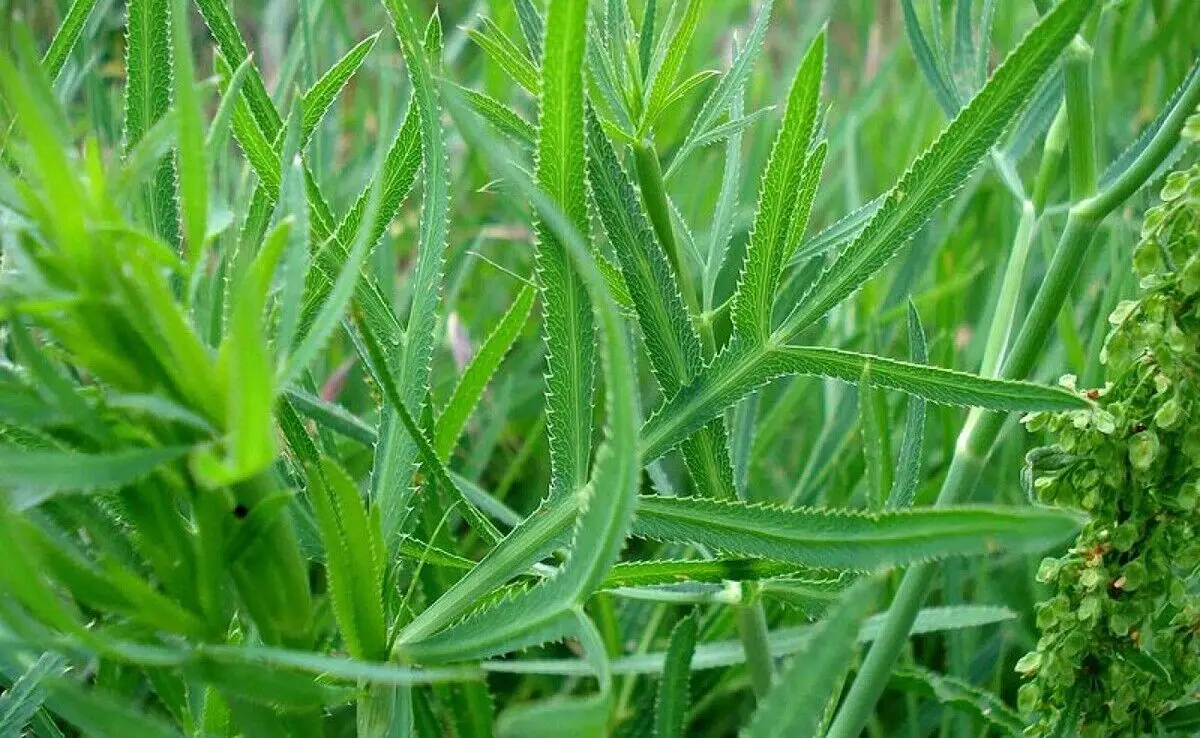 آشنایی با ۳ گیاه مفید برای ماه رمضان