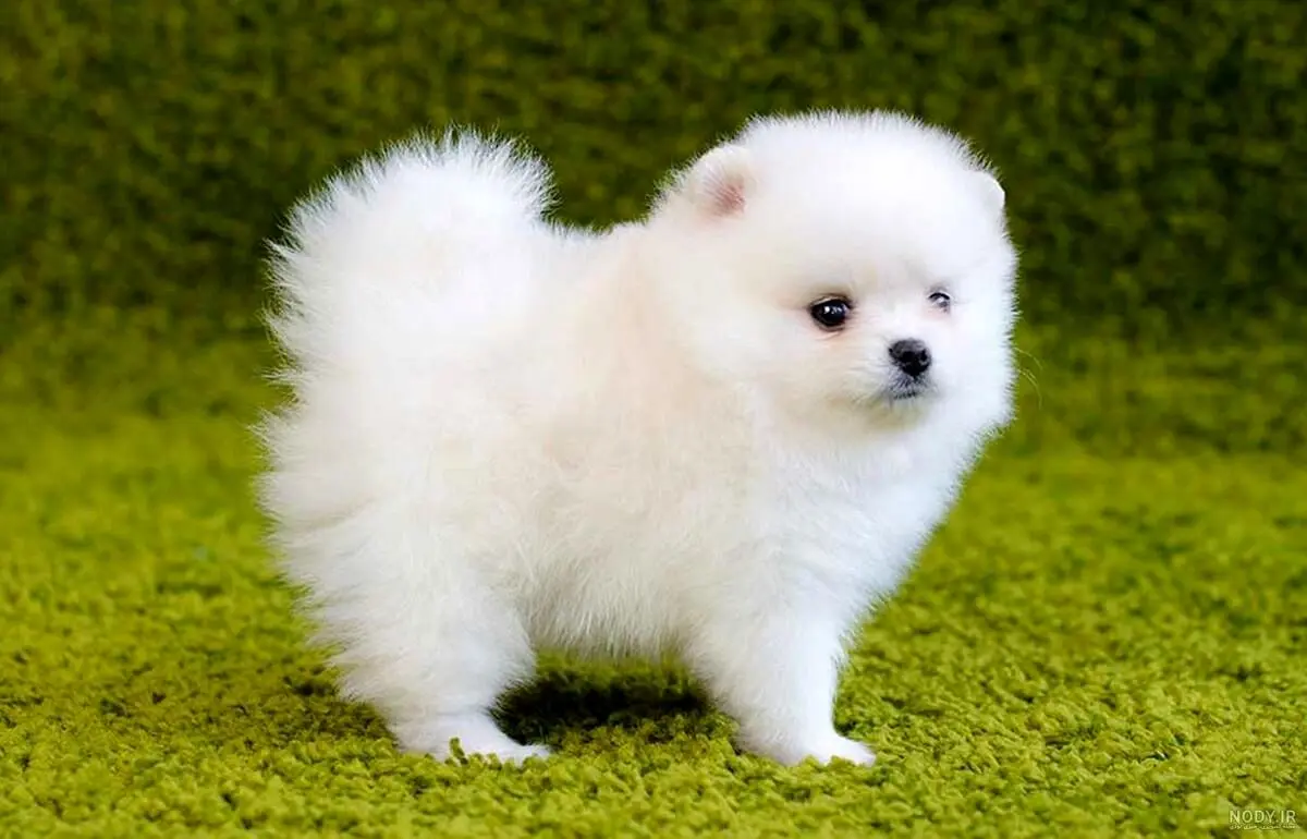 (ویدئو) عصبانیت بامزه یک سگ بعد از خندیدن صاحبش به عطسه کردنش!