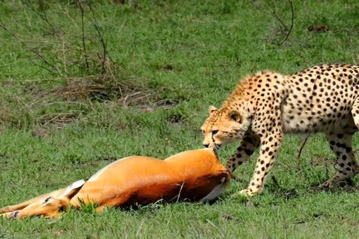 ویدیویی دلخراش از زنده‌خواری یک غزال توسط یوزپلنگ