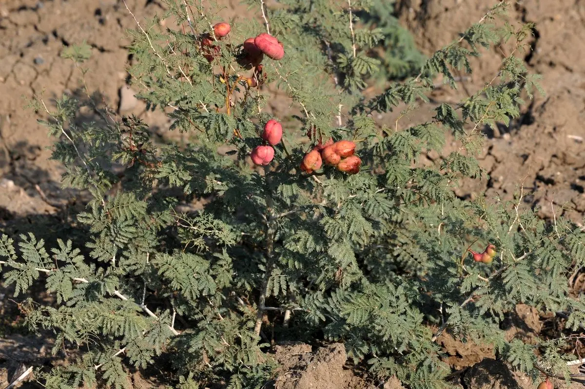 میوه درخت کهورک، درمانی برای انسداد عروق