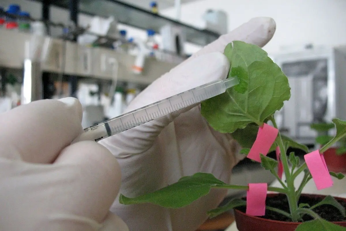 کشف دارو‌های ضد سرطانی از گیاهان خاص