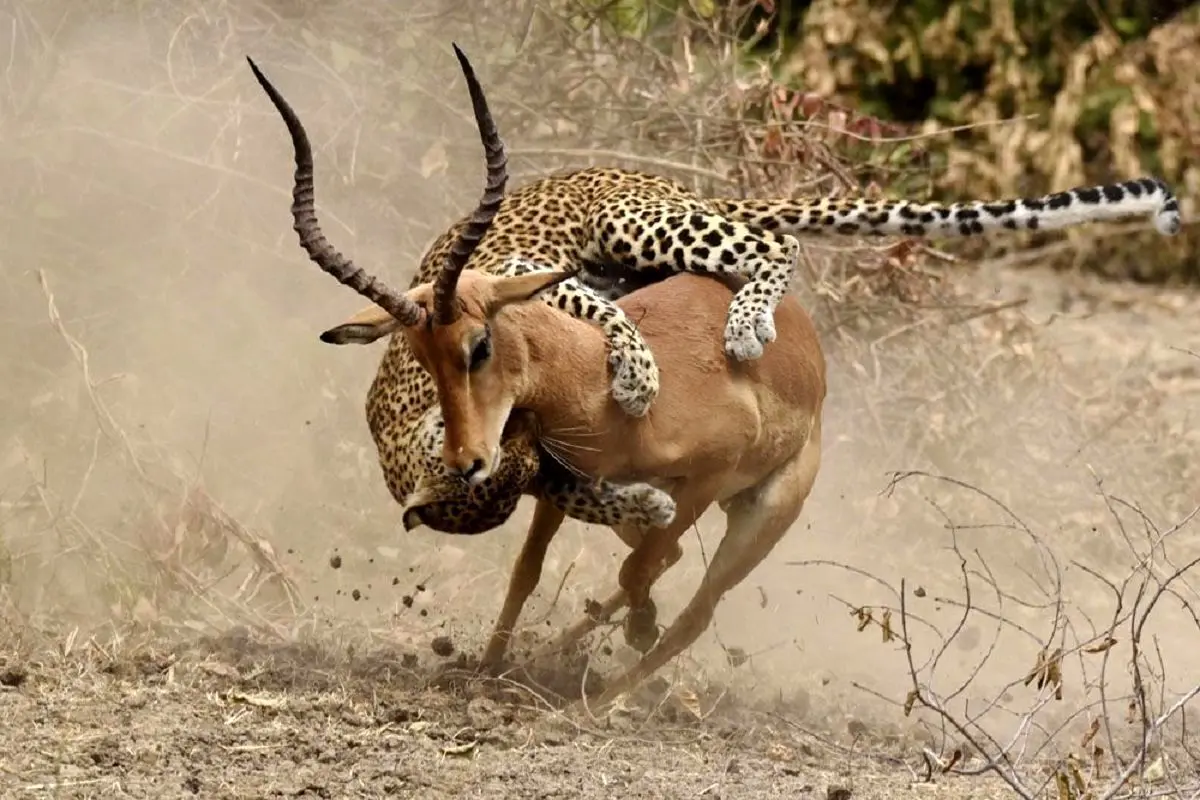 ویدیویی دلخراش از زنده‌خواری یک غزال شاخ‌تار توسط گله یوزپلنگ