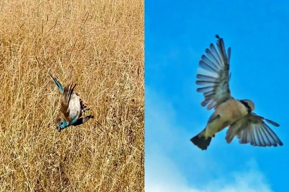 (ویدئو) عنکبوتی که با تارهایش پرندگان را شکار میکند!