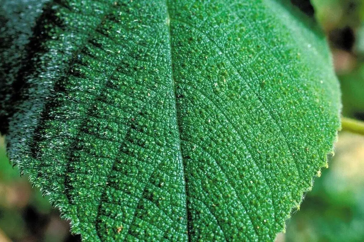 (تصاویر) درد لمس این گیاه از درد زایمان بیشتر است!