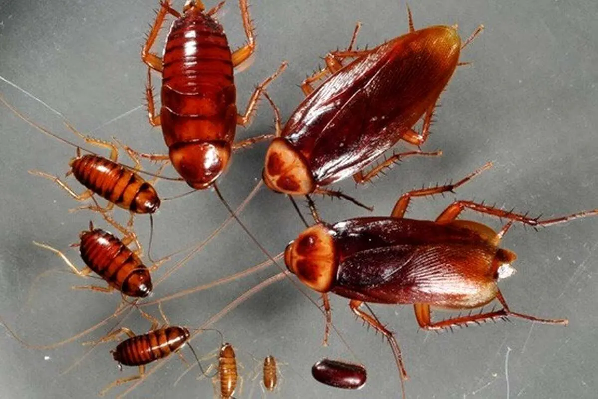 چگونه قند به زندگی جنسی سوسک‌ها آسیب زد