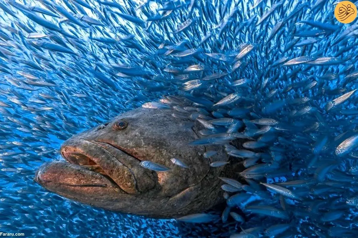 (تصاویر) دنیایی از حیات وحش در خطر انقراض