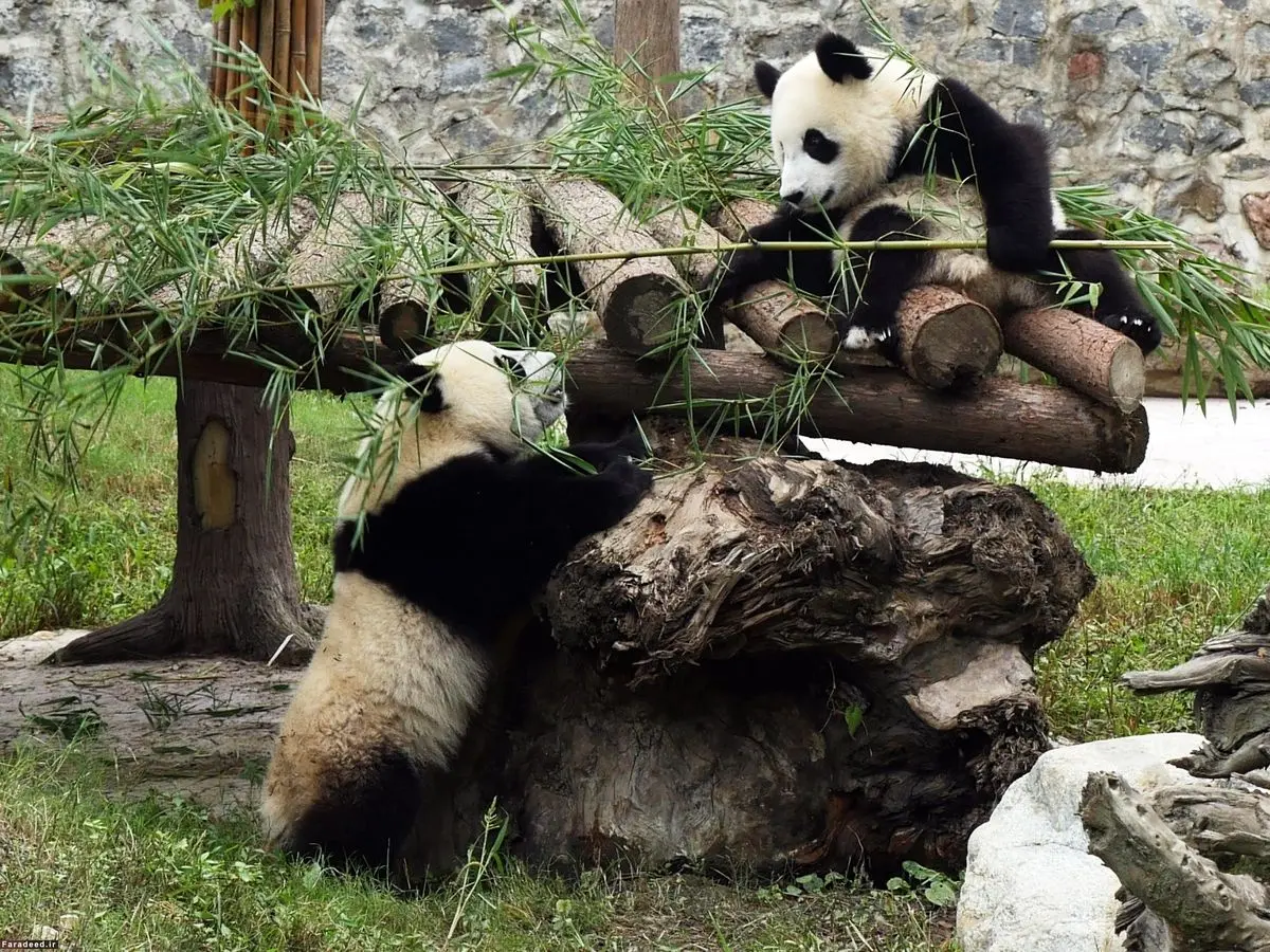 (ویدئو) پرش‌های دیدنی ببر برای شکار پاندا روی درخت