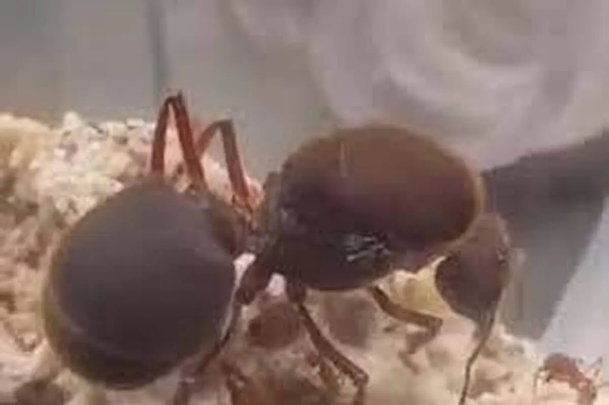 (ویدئو) این مورچه غول‌پیکر، بزرگ‌ترین بر روی کره‌ زمین است!