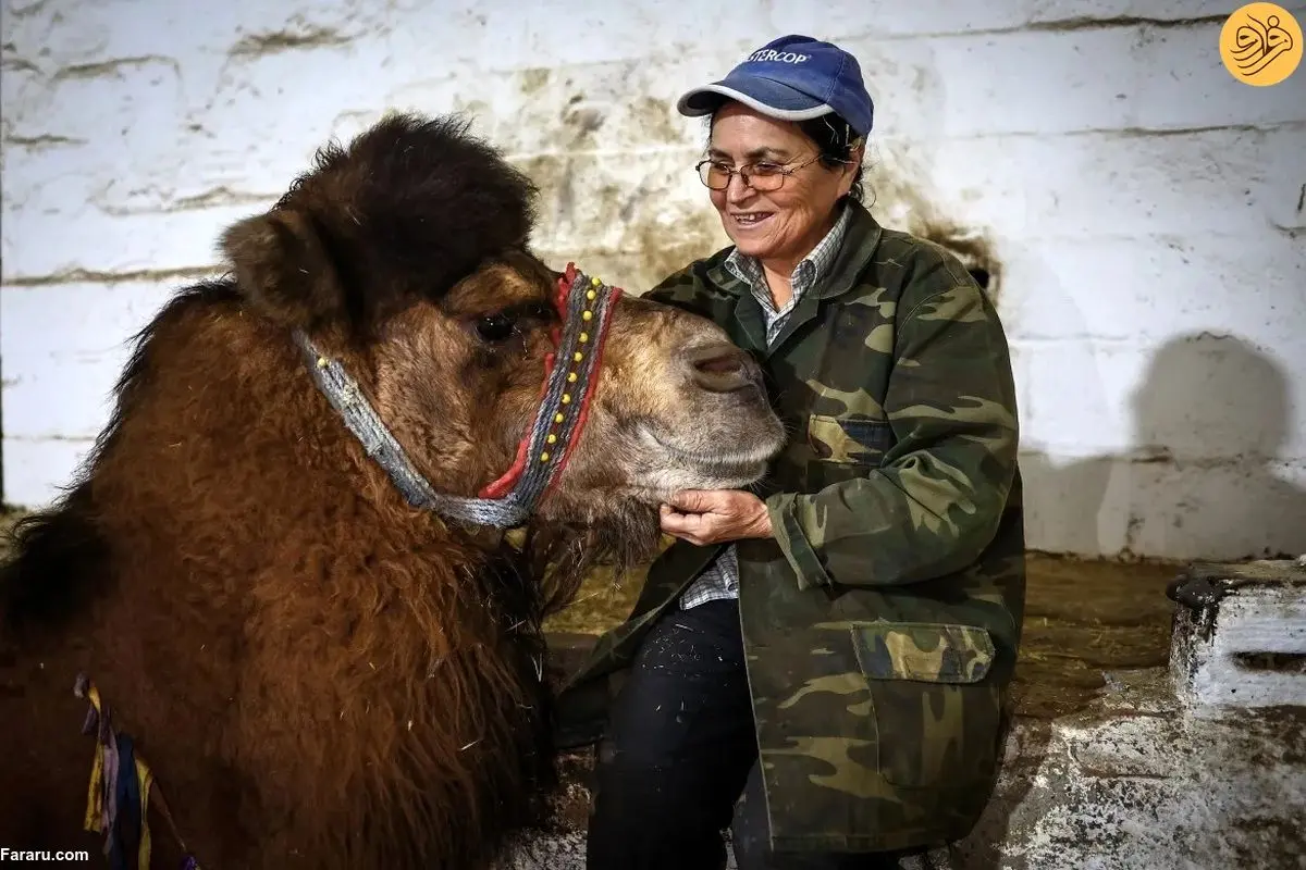(تصاویر) زنی که مسابقه کشتی شترها یکه تاز است