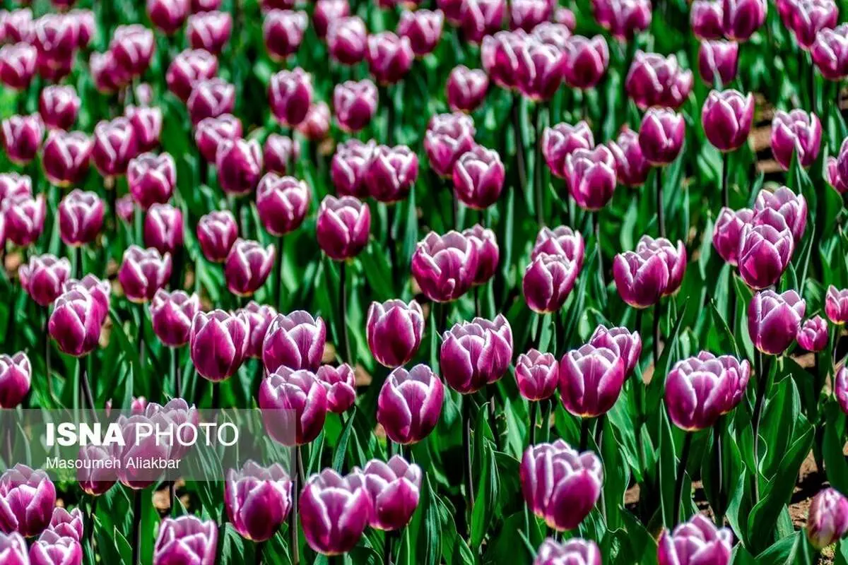(تصاویر) جشنواره لالههای کرج