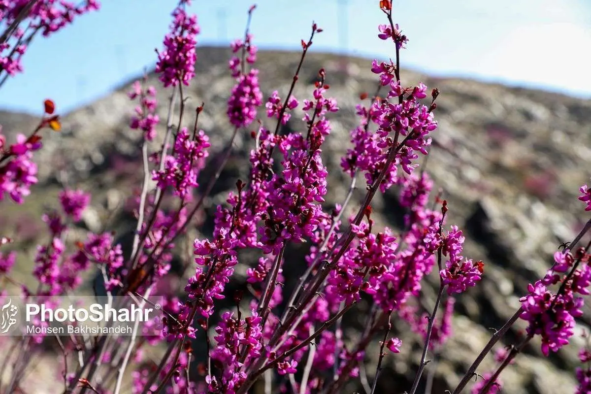 (تصاویر) دره ارغوان