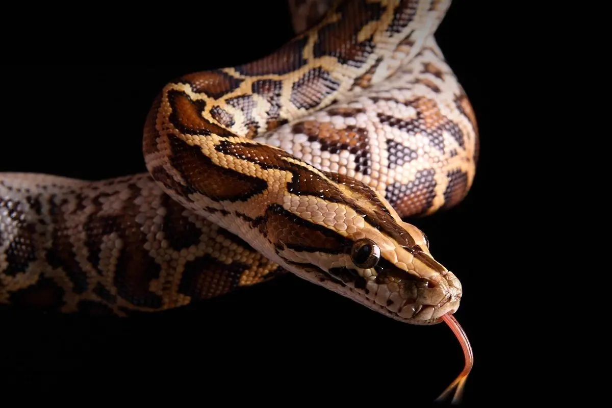 (ویدیو) این مار، آدم‌خوارترین مار جهان شناخته می‌شود