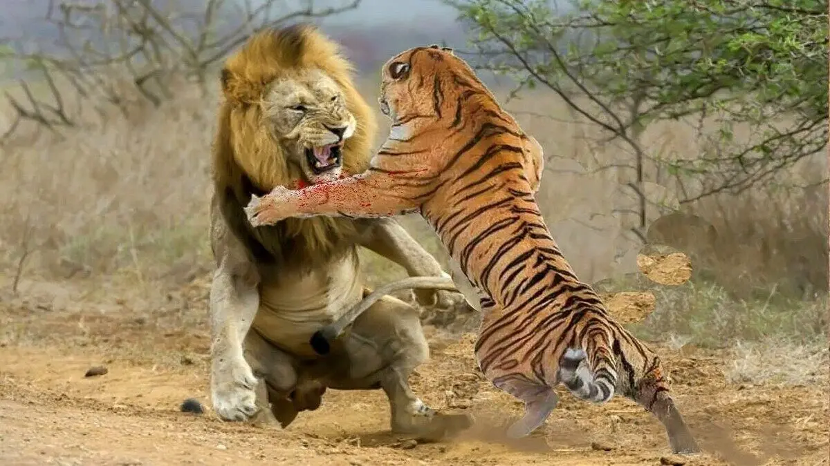 (ویدئو) جدال دلهره آور ببر با شیر غول پیکر