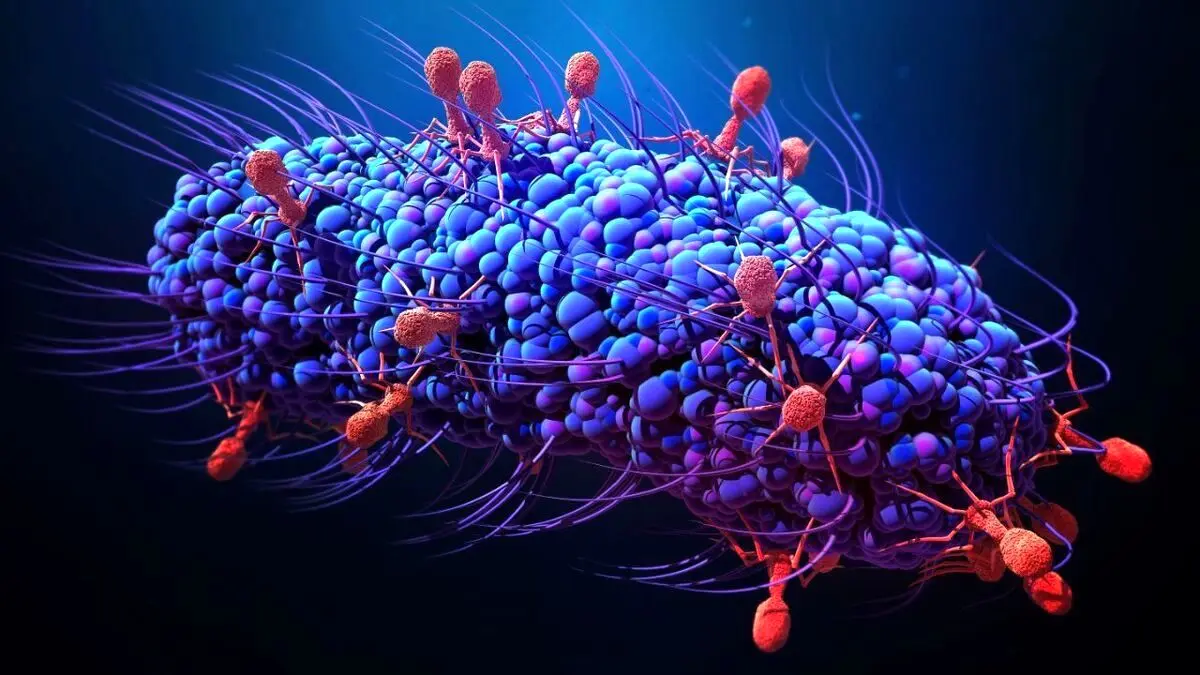 عفونت‌های باکتریایی را با این مواد غذایی متوقف کنید