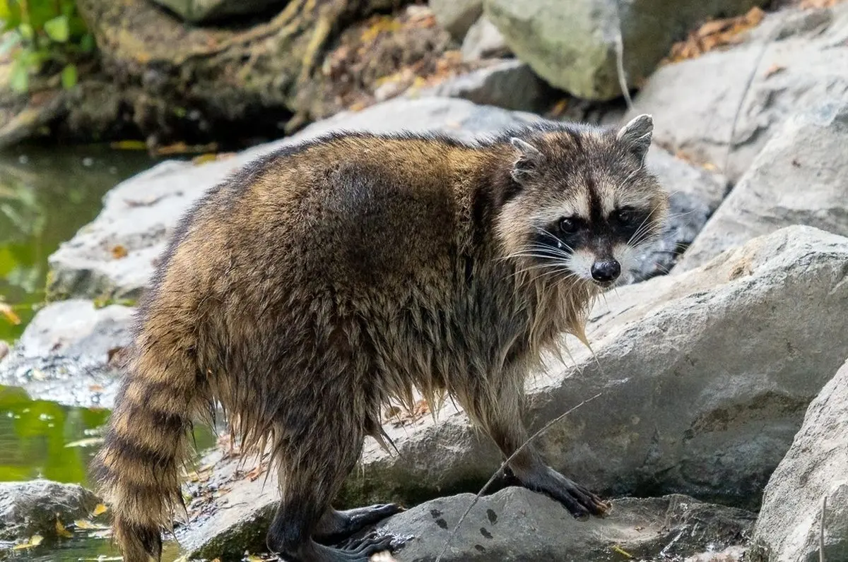 (ویدئو) شگرد هوشمندانه و دیدنی راکون‌ها برای ماهیگیری