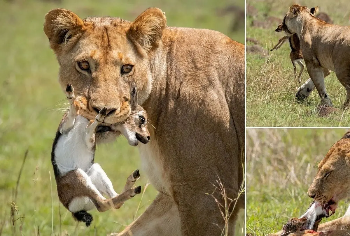 (ویدئو) شیرها؛ شکارچی حرفه‌ای و شماره یک غزال‌ها!