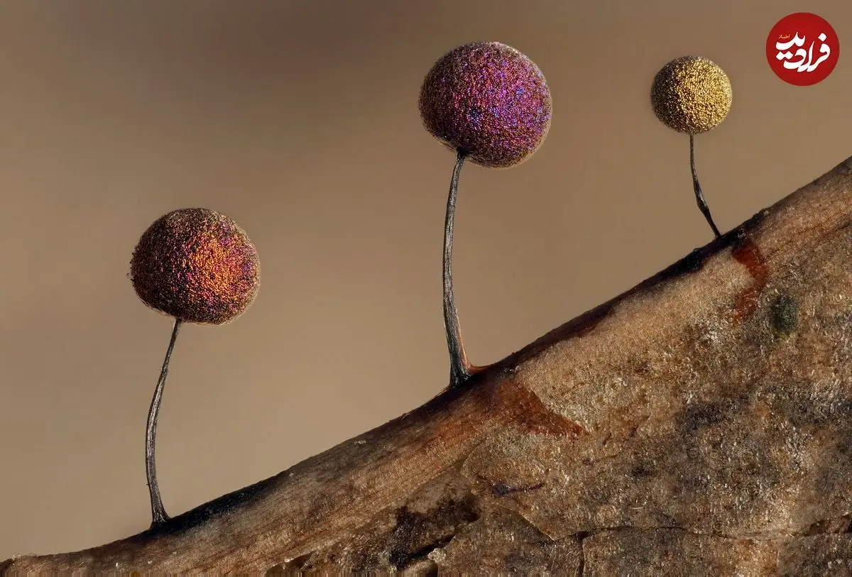 (تصاویر) زیبایی حیرت‌آور «کپک لجن»!