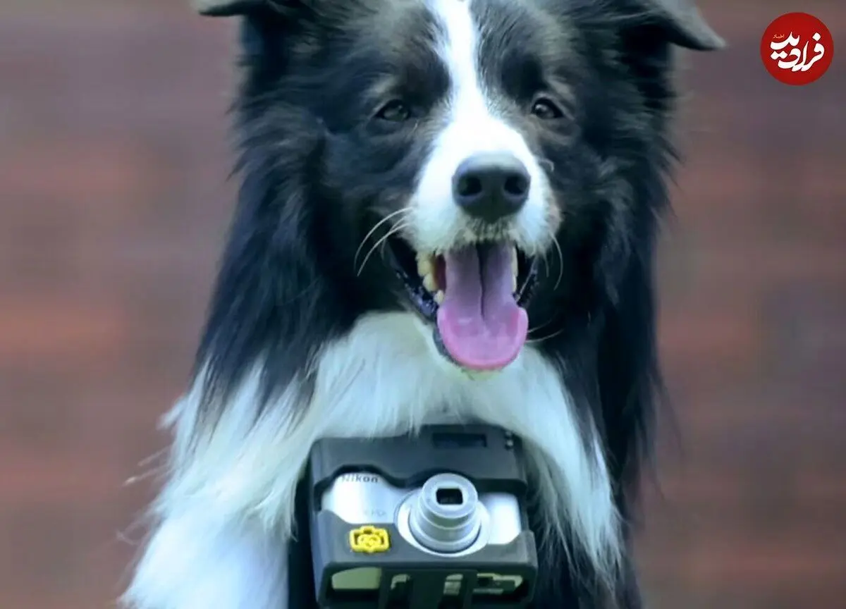 عکس‌های جالبی که یک سگ با ضربان قلبش گرفته است!