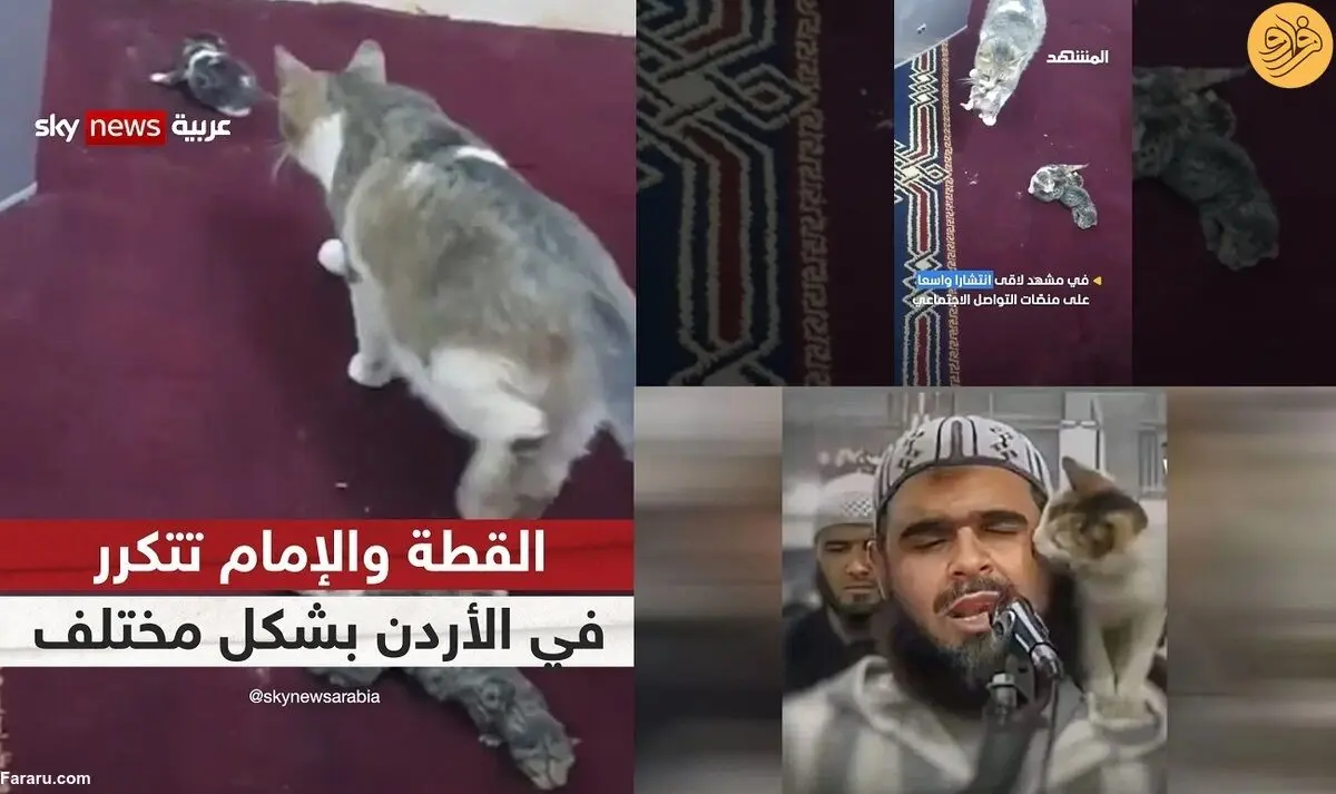 (ویدئو) ادامه داستان امام جماعت و گربه؛ این بار زایمان یک گربه در منبر مسجد