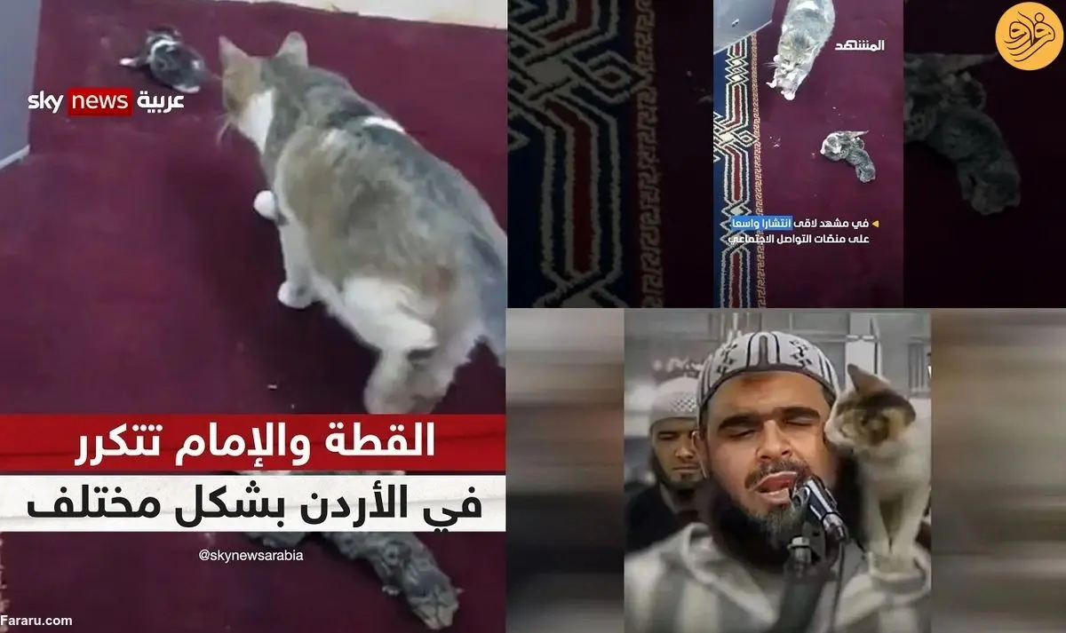 (ویدئو) ادامه داستان امام جماعت و گربه؛ این بار زایمان یک گربه در منبر مسجد