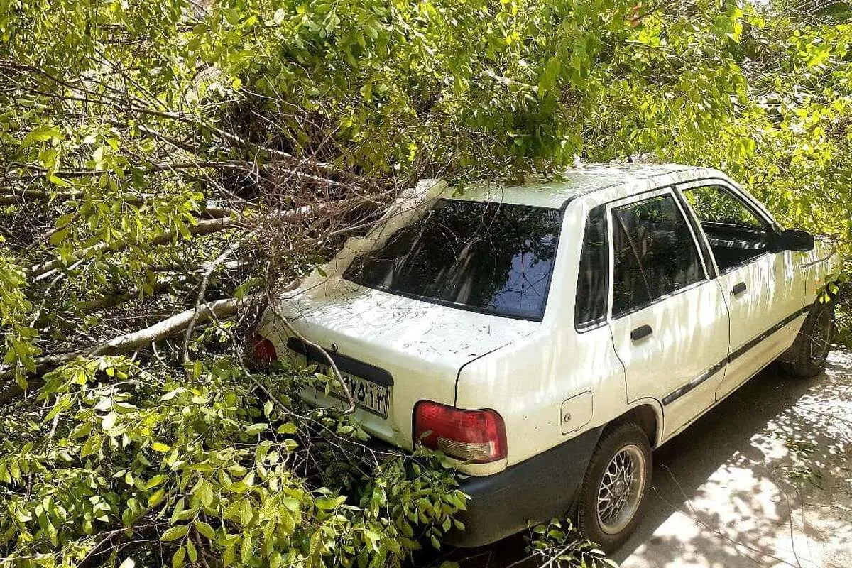 (ویدئو) سقوط درخت روی خودرو در مشهد