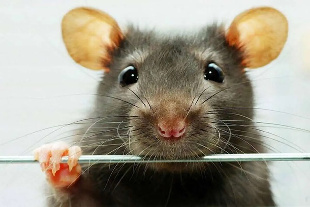 (ویدئو) ابتکار جالب یک زن برای فراری دادن یک موش از خانه‌اش