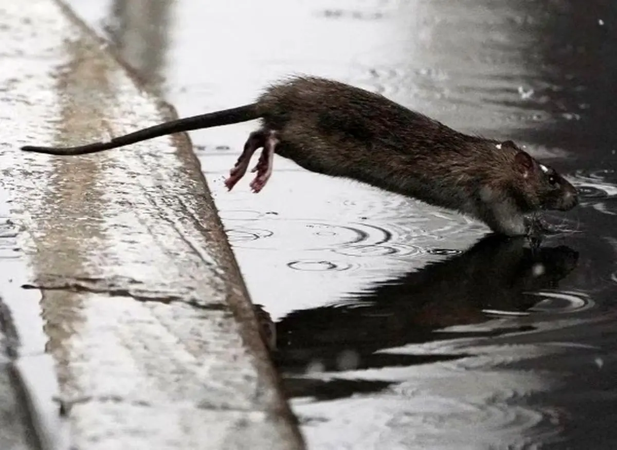 نیویورک برای مقابله با موش‌ها یک «فرمانده» تعیین کرد