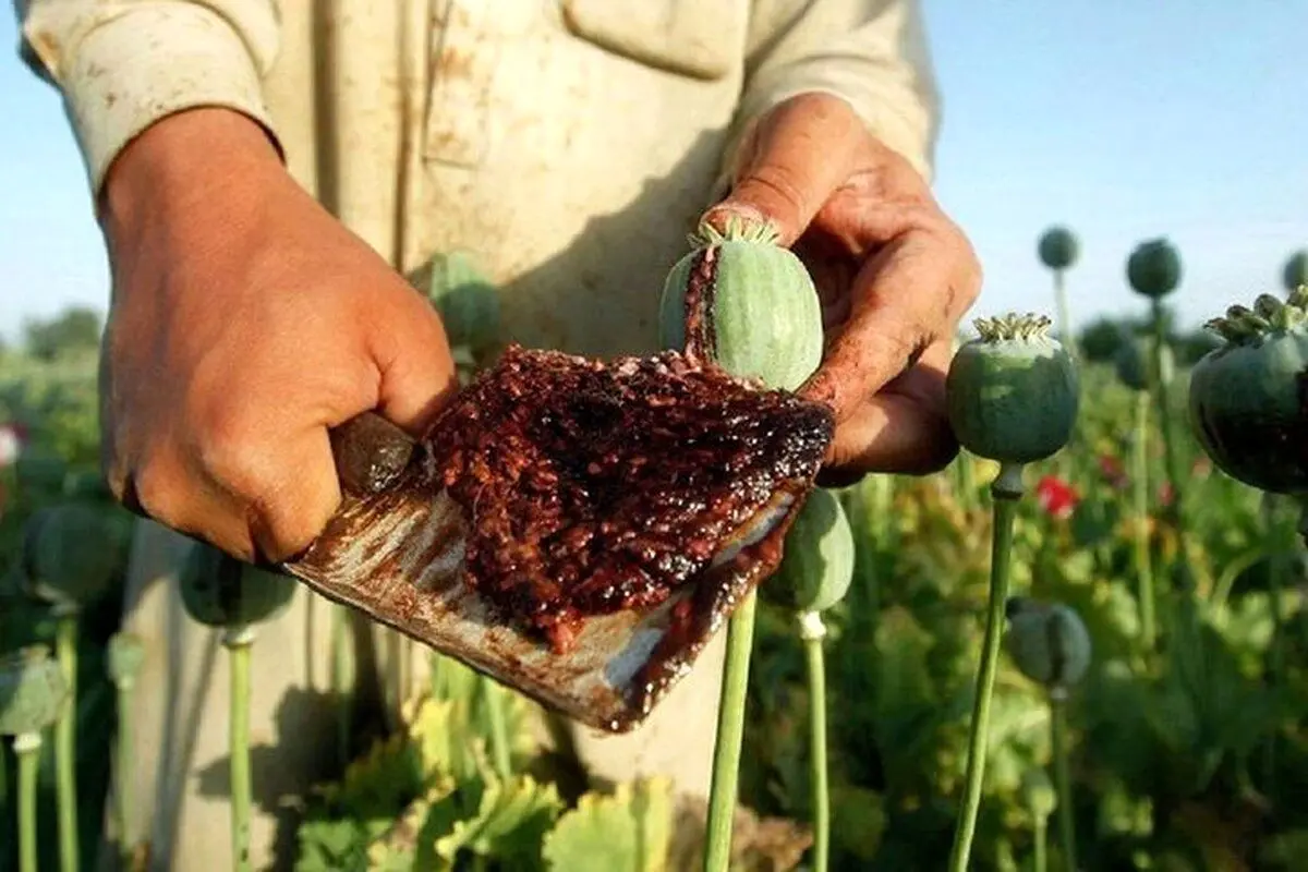 (ویدئو) تصاویر جنجالی از تجارت طالبان با تریاک!