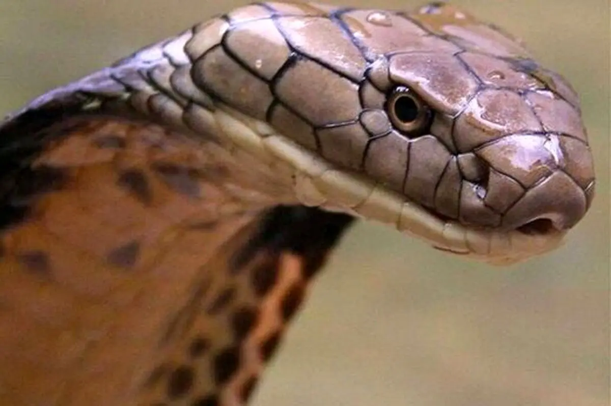 ویدیویی وحشتناک از مار آدم‌خوار غول‌پیکر!