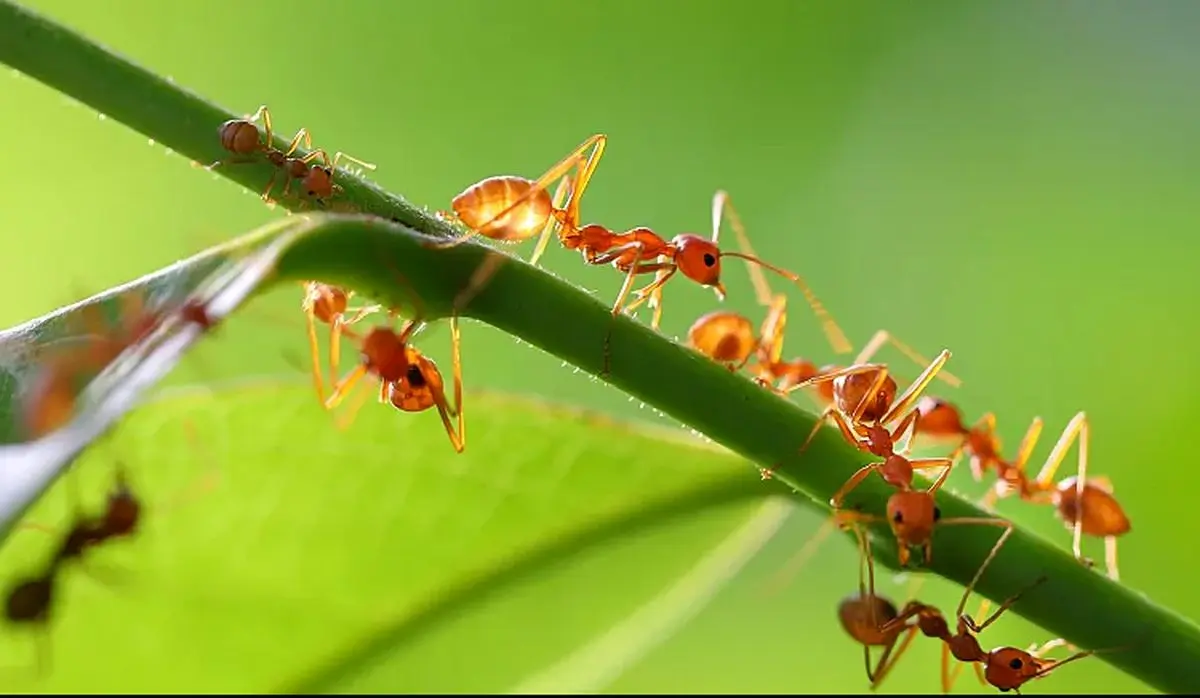 دانشمندان رابطه جنسی «عجیب» مورچه «دیوانه» را کشف کردند