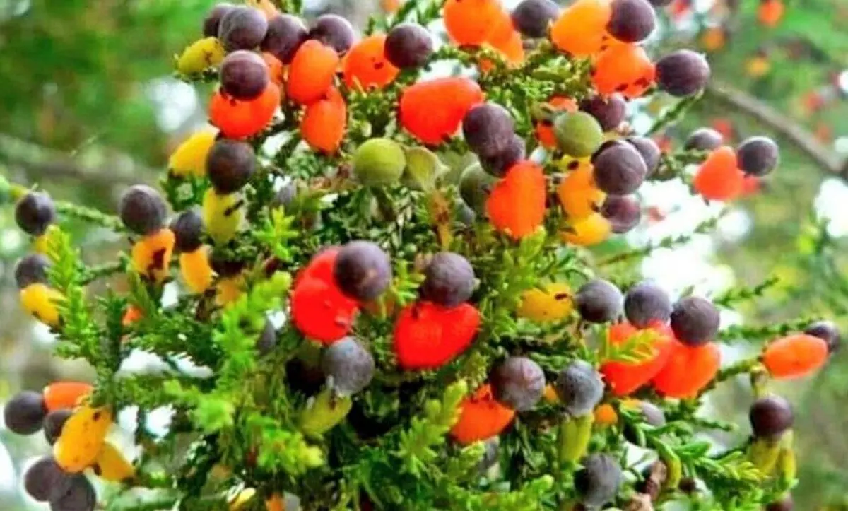 (تصاویر) باورنکردنی؛ تولید درختی که ۴۰ میوه مختلف می‌دهد!