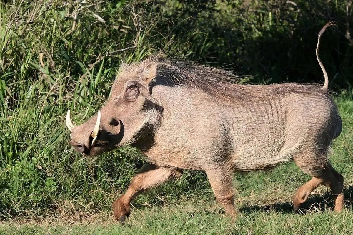 (ویدئو) بازی قایم باشک شغال‌ها و گراز‌ها در دنیای واقعی!