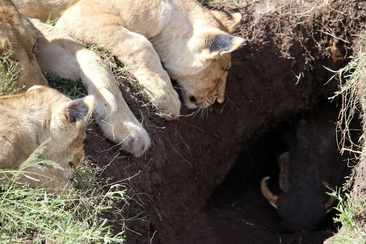 (ویدئو) تونل زدن خارق العاده شیر گرسنه برای بیرون کشیدن گراز از لانه