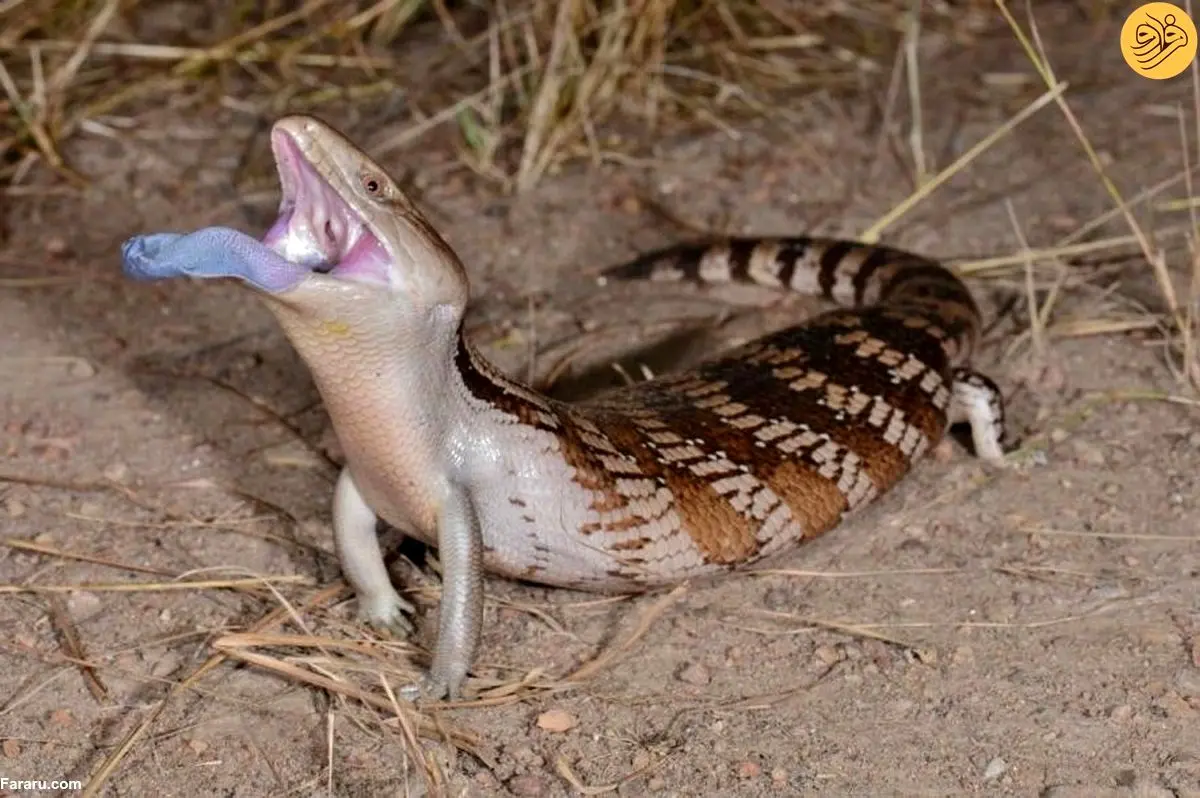 (ویدئو) تکنیک سقنقور زبان‌آبی برای شکار