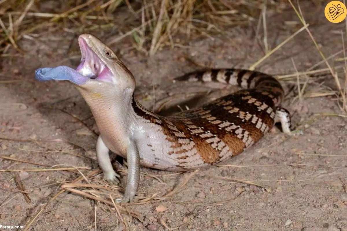 (ویدئو) تکنیک سقنقور زبان‌آبی برای شکار