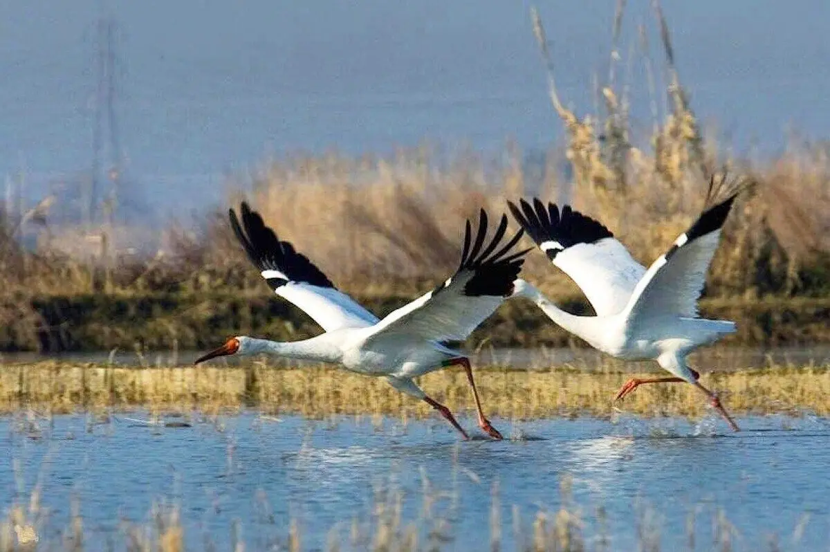 زیباترین عاشقانه ایرانی ۱۵ سال بعد از شلیک تلخ