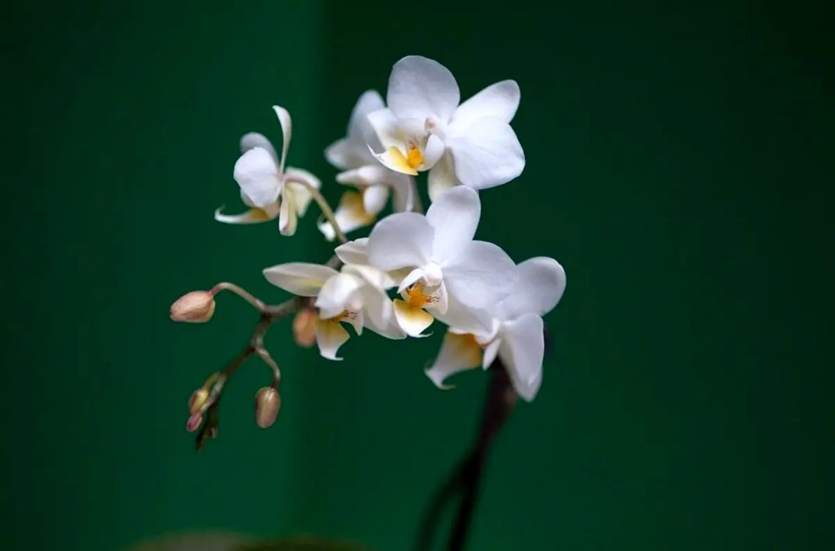 تصاویر گران‌ترین گل‌های جهان؛ ملکه شب را ببینید/این گل کاملا غیرقابل ارزش‌گذاری است