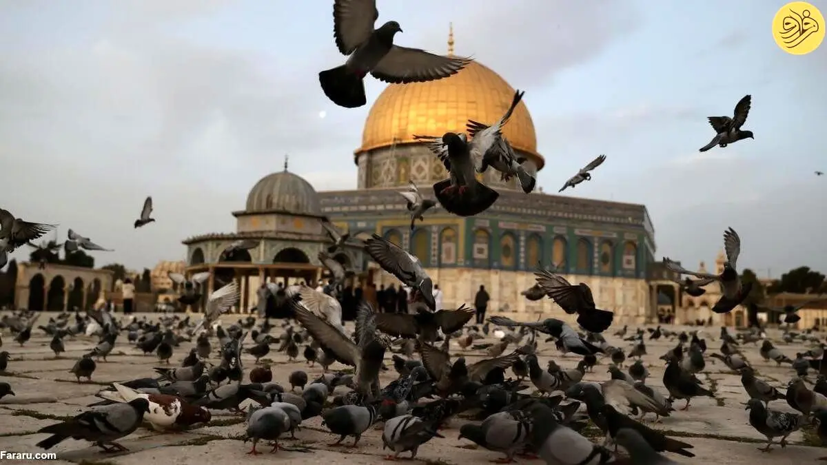 (تصاویر) کبوترهای مسجد الاقصی