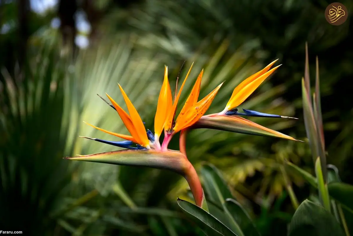 استرلیتزیا؛ گیاه عجیبی که محبوب شده است!