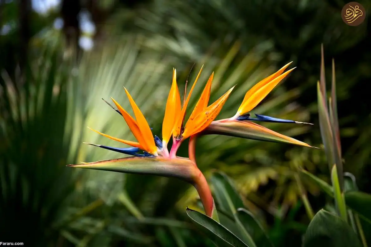 استرلیتزیا؛ گیاه عجیبی که محبوب شده است!