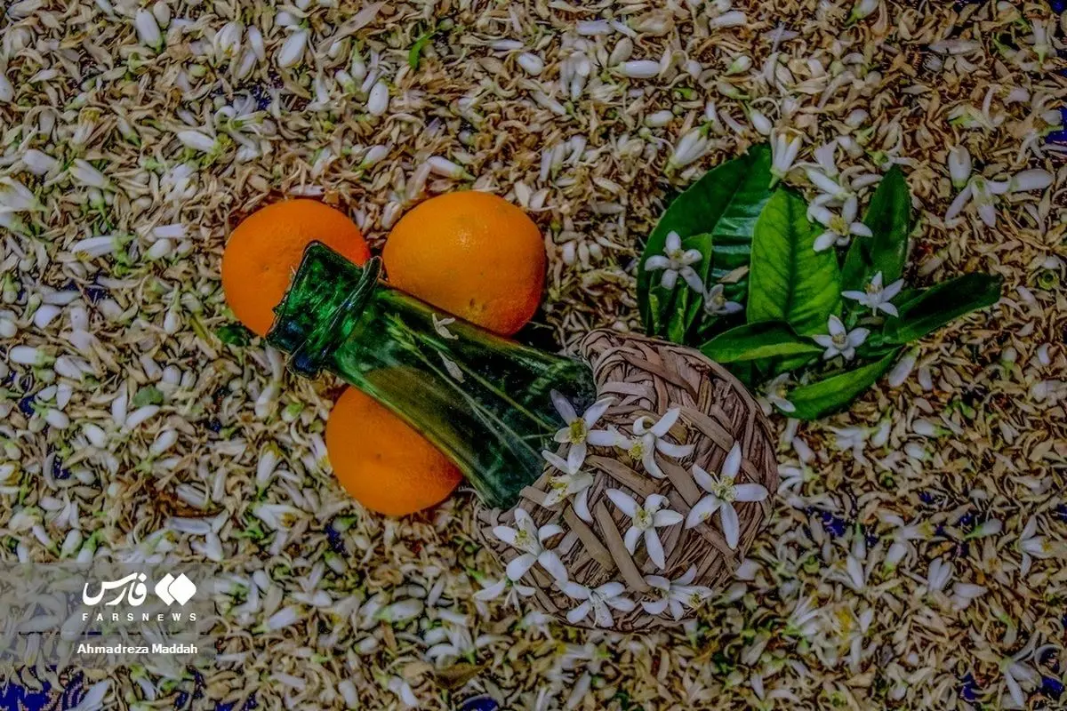 (تصاویر) برداشت بهار نارنج نوبرانه در شیراز
