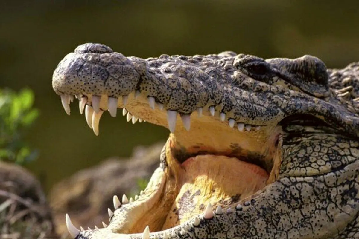 (ویدئو) فرار جانانه یک گراز از حمله تمساحی که کمین کرده بود