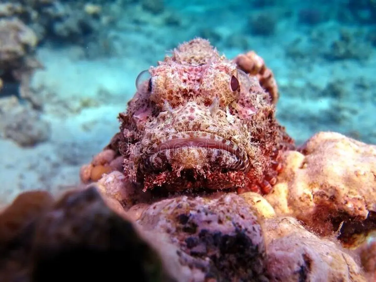 (تصاویر) عقرب ماهی؛ استاد استتار و شگفت انگیز در شکار