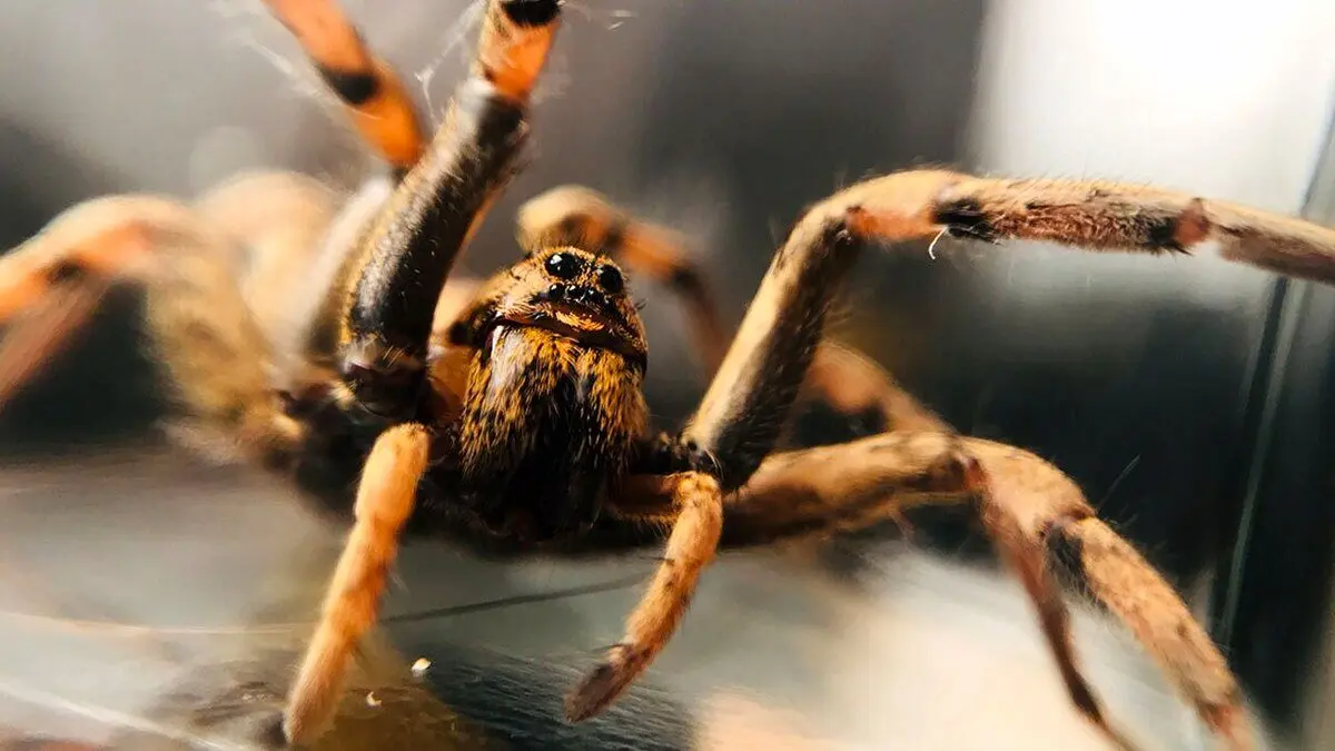 (ویدئو) لحظه عجیب ماهیگیری یک عنکبوت!